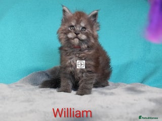 Maine Coon cats XXL beautiful pedigree kittens - Advert 4