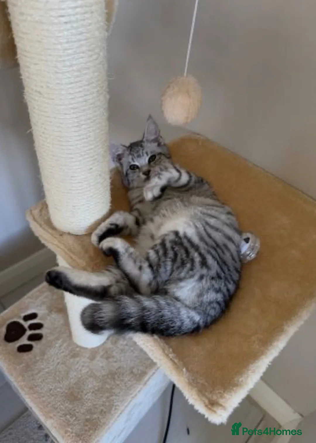 Maine Coon cats for sale: Pure bred Maine Coon - Advert 5