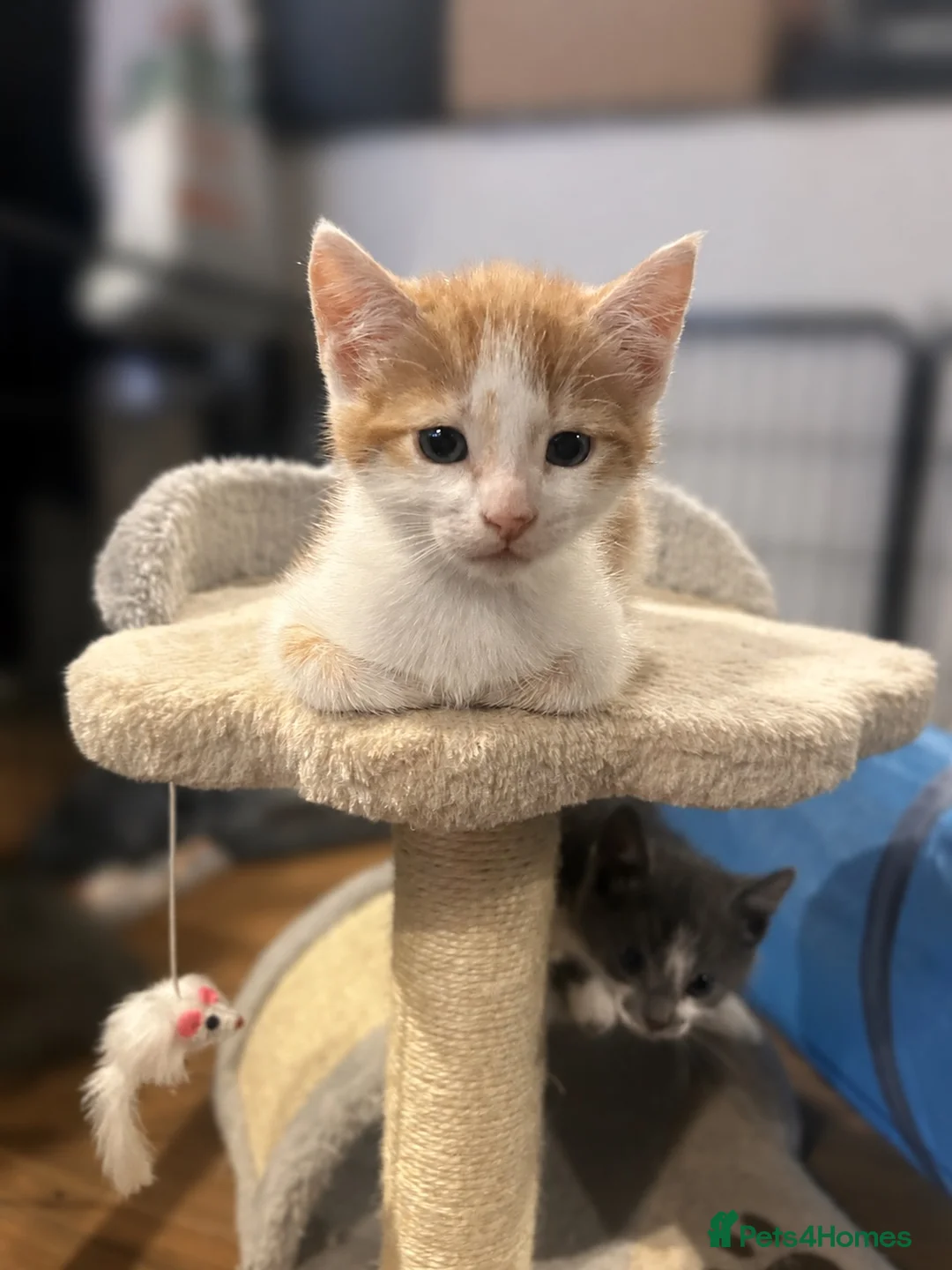 Mixed Breed cats for sale: Last male kitten left - Advert 2