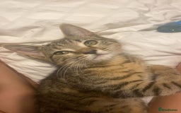 Bengal cats for sale: beautiful bengal kitten  - Image 1