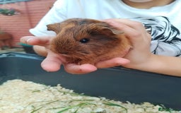 Guinea Pig rodents for sale: 4 sows - Image 3