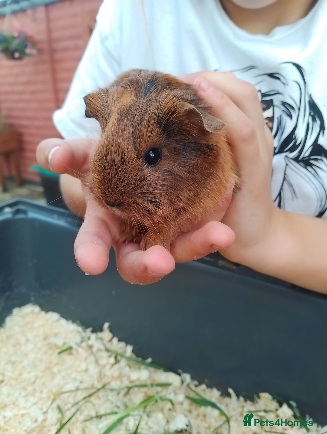 Guinea Pig rodents for sale: 4 sows - Image 3