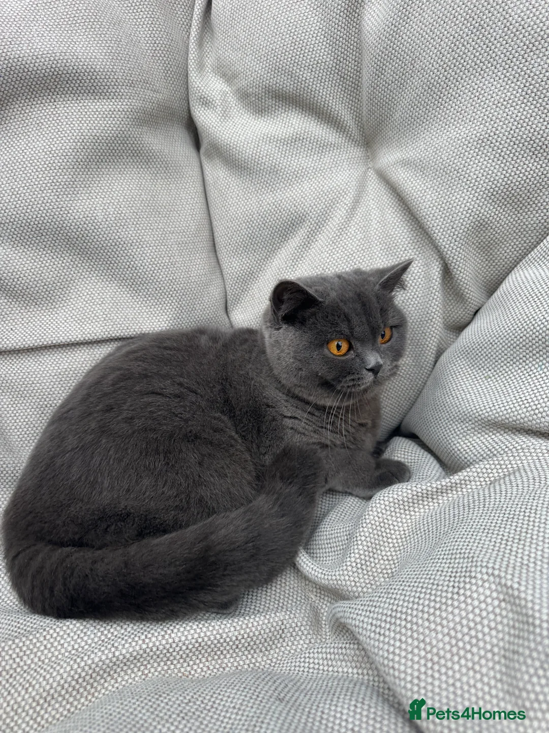British Shorthair cats for sale: British Shorthair Chunky kittens - Advert 30
