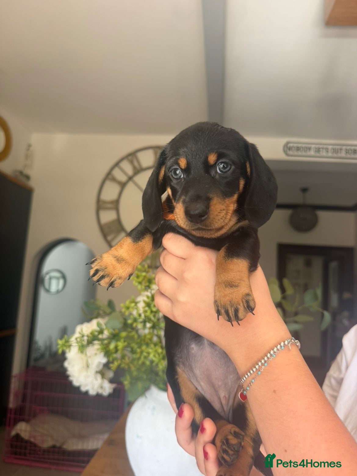 Miniature Dachshund dogs Miniature Dachshund 1 girl left can leave 8/8/26 - Advert 2