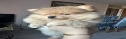 Pomeranian dogs for sale: Small pedigree boys left  - Advert 3