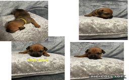 Mixed Breed dogs for sale: Beautiful pups  - Advert 16