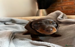 Dachshund dogs for sale: 4 Beautiful Dachshund Puppies - Image 2
