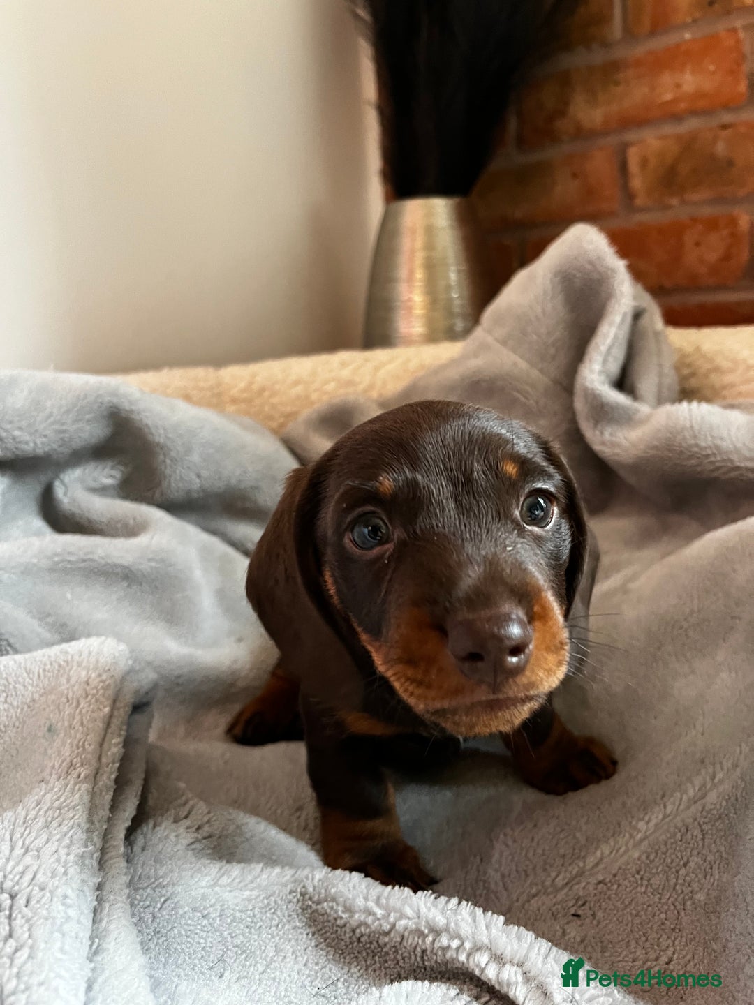 Dachshund dogs for sale: 4 Beautiful Dachshund Puppies - Image 2