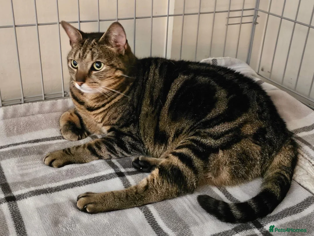 Mixed Breed cats for adoption: Young female tabby rescue - Sheila - Advert 2