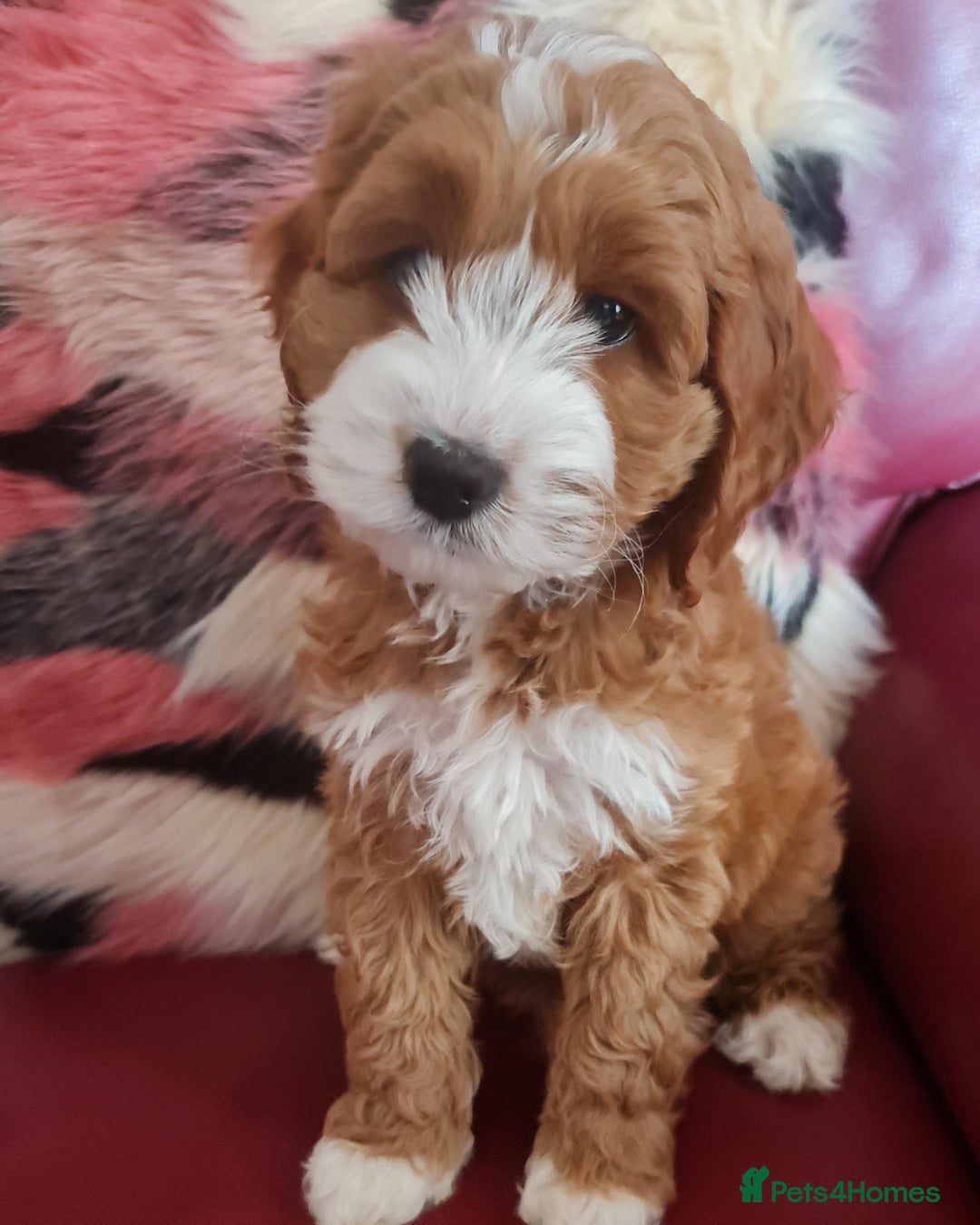 Australian Labradoodle dogs for sale: Australian Labradoodle Guardian Home Required - Advert 1