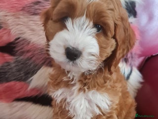 Australian Labradoodle dogs Australian Labradoodle Guardian Home Required - Advert 3