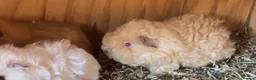 Guinea Pig rodents for sale: Lunkyra and Californian baby guinea pigs  - Advert 8