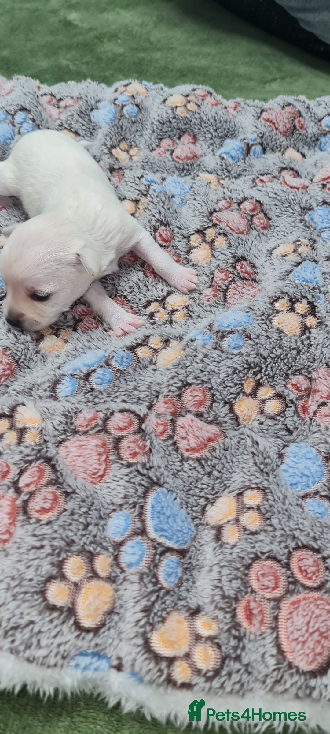 Mixed Breed dogs for sale: Beautiful chihuahua mix puppies - Advert 5