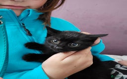 Domestic Shorthair cats for sale: Kitten's  - Image 2