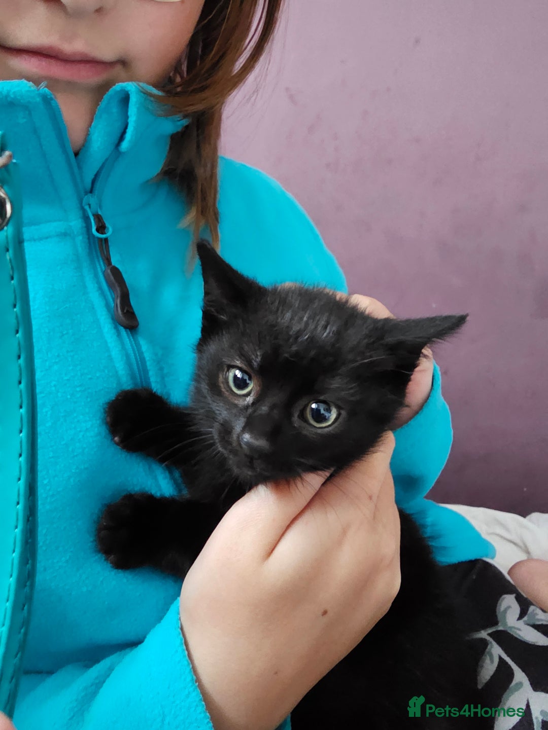 Domestic Shorthair cats for sale: Kitten's  - Image 2