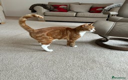 Mixed Breed cats for sale: Female Ginger 22 months old - Image 2