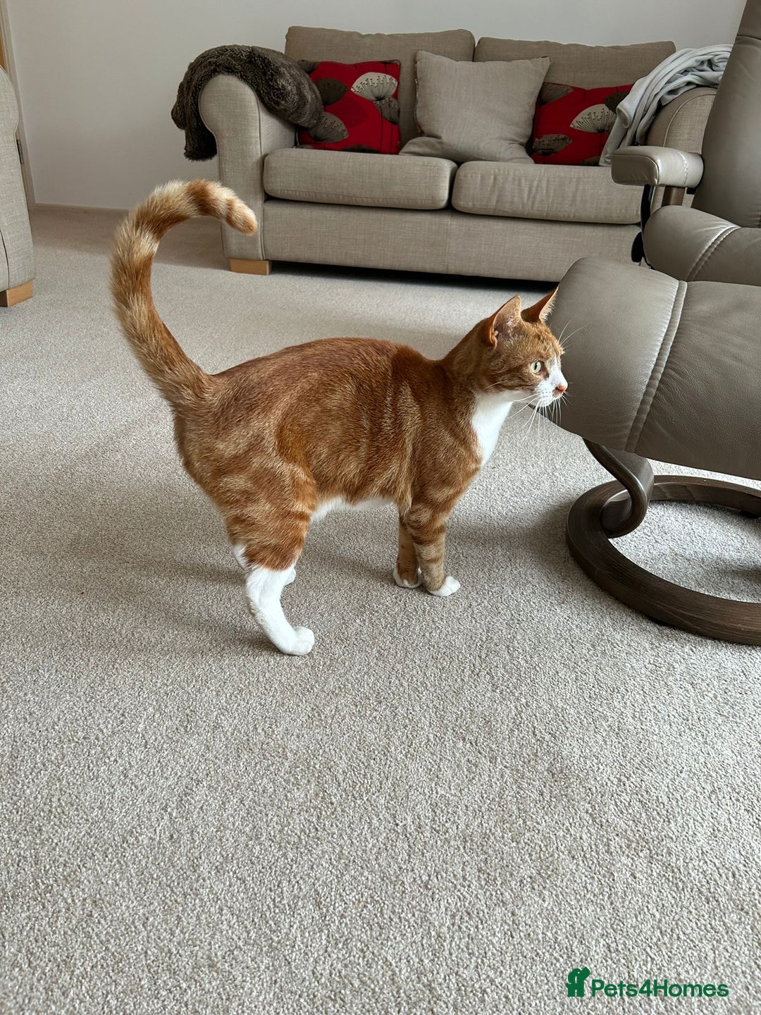 Mixed Breed cats for sale: Female Ginger 22 months old - Image 2