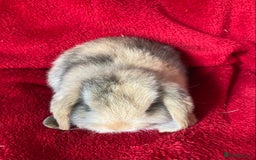 Mini Lop rabbits for sale: Gorgeous Pure Mini Lop Rabbit - Image 5
