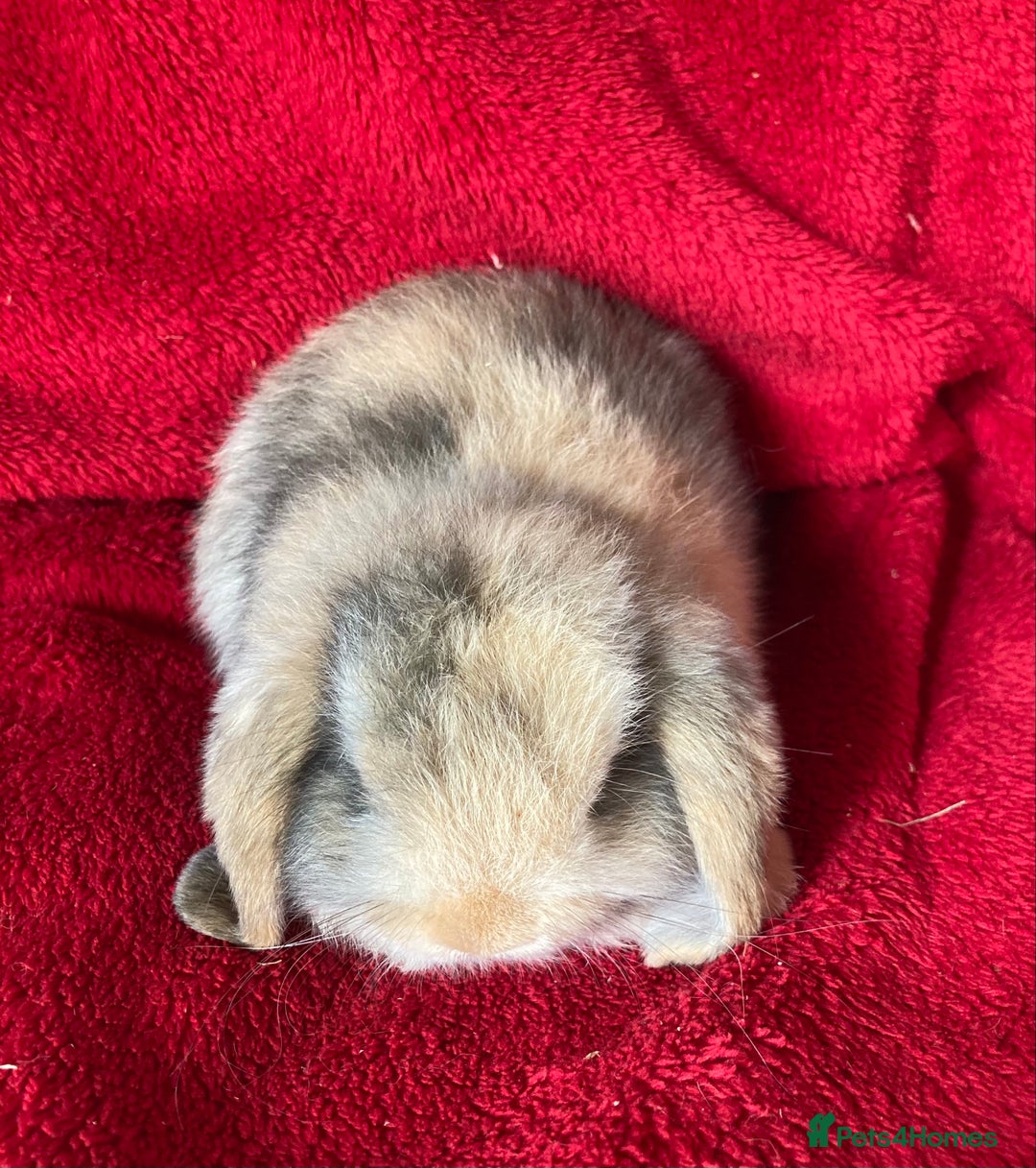 Mini Lop rabbits for sale: Gorgeous Pure Mini Lop Rabbit - Image 5