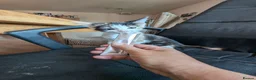 Mixed Breed cats for sale:  kitten £20 in Craven Arms - Advert 2