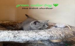 British Shorthair cats for sale: Lilac & Blue British Shorthairs! - Image 5