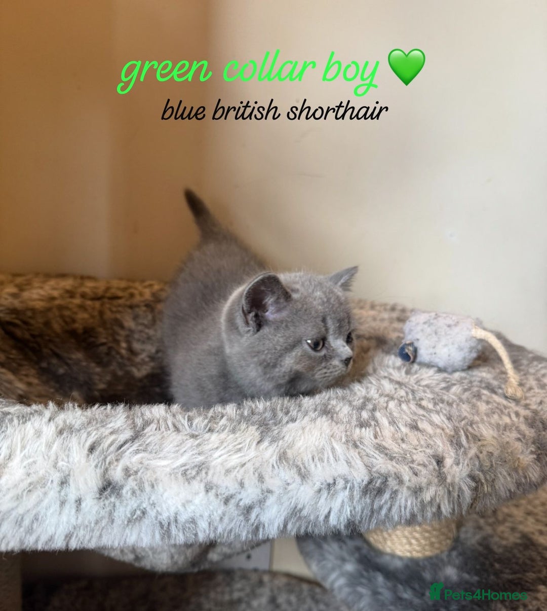 British Shorthair cats for sale: Lilac & Blue British Shorthairs! - Image 5
