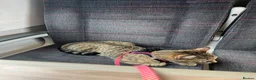 Mixed Breed cats for sale: 4 Beautiful Kittens Ready for Their Forever Homes! - Advert 1