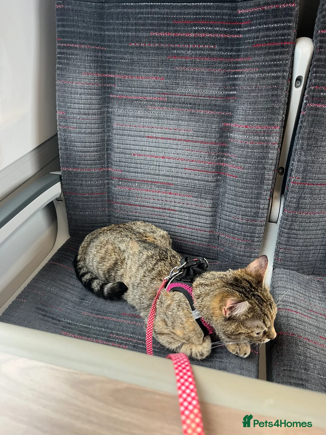 Mixed Breed cats for sale: 4 Beautiful Kittens Ready for Their Forever Homes! - Advert 1