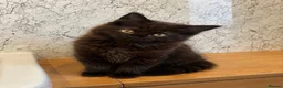 Maine Coon cats for sale: Gorgeous Smokey Maine Coon Kitten  in Falkirk - Advert 2
