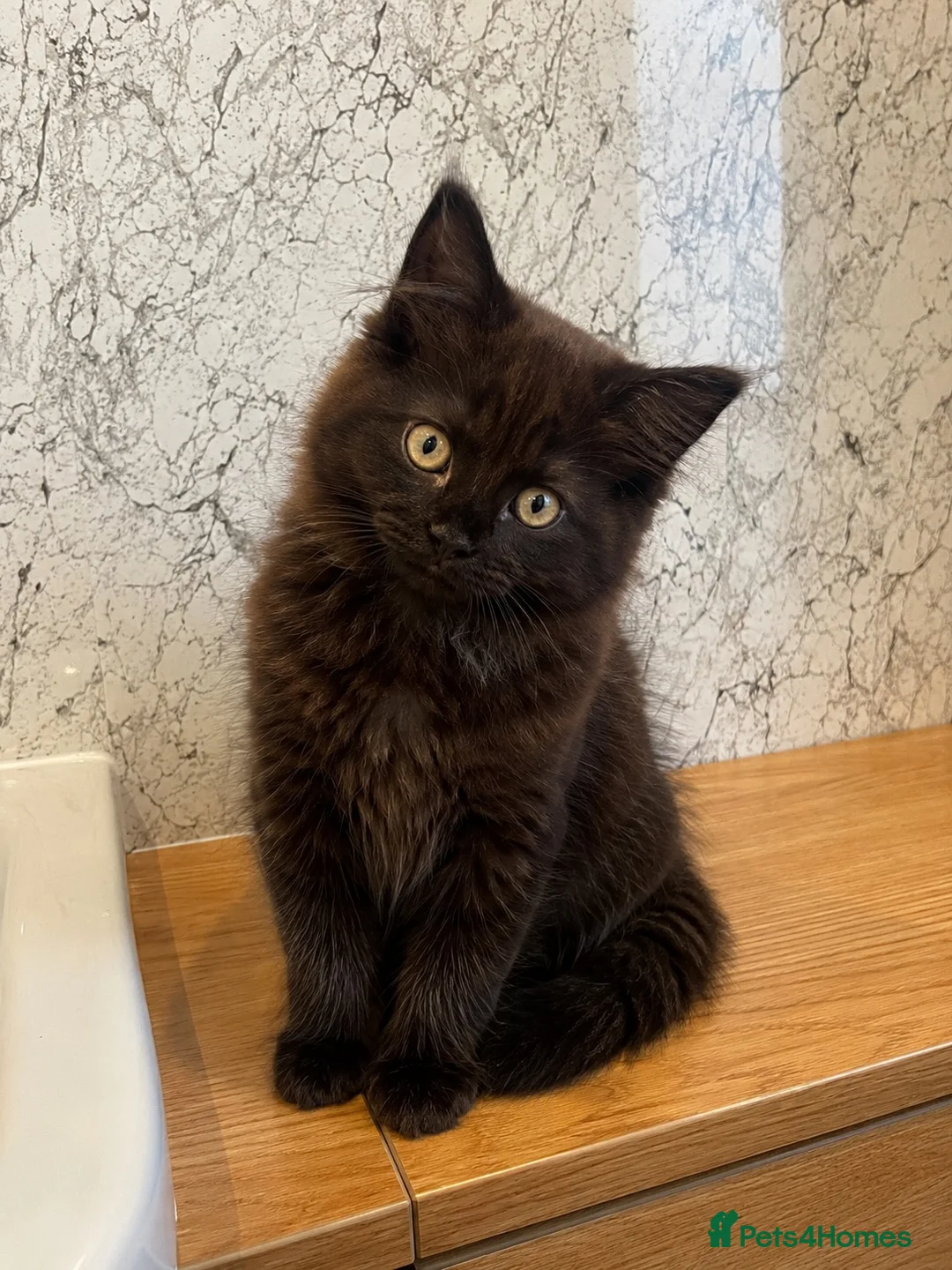 Maine Coon cats for sale: Gorgeous Smokey Maine Coon Kitten  in Falkirk - Advert 2