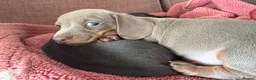 Miniature Dachshund dogs for sale: Isabella mini dachshund boy in Salisbury - Advert 8