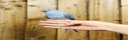 Ringnecks birds for sale: Baby Ringneck - Advert 6
