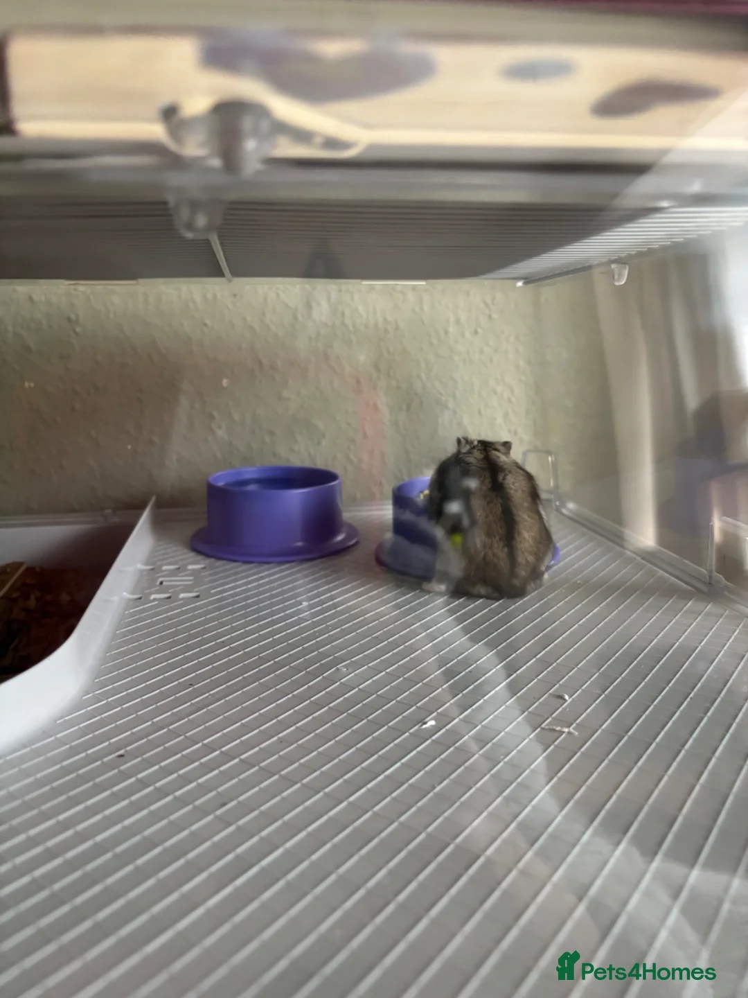 Hamster rodents for sale: Dwarf hamster in Sandy - Advert 2