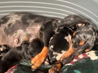 Dachshund dogs Beautiful Mini/Standard Dachshund Puppies – Ready - Advert 1