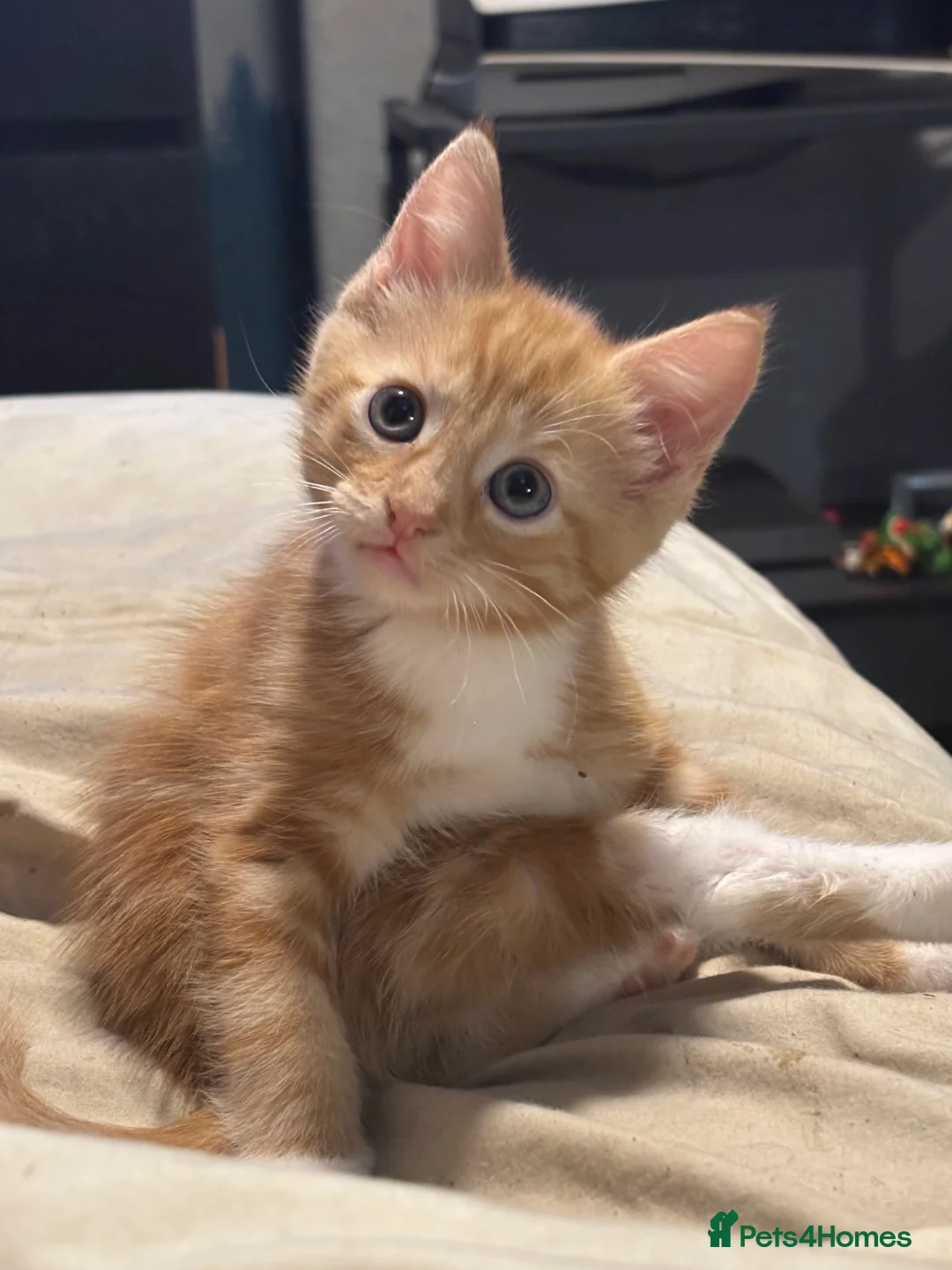 Mixed Breed cats for sale: 3 beautiful kittens are looking for new homes  in Warrington - Advert 2