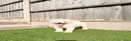 Akita dogs for sale: American Akita puppy’s for sale - Advert 4