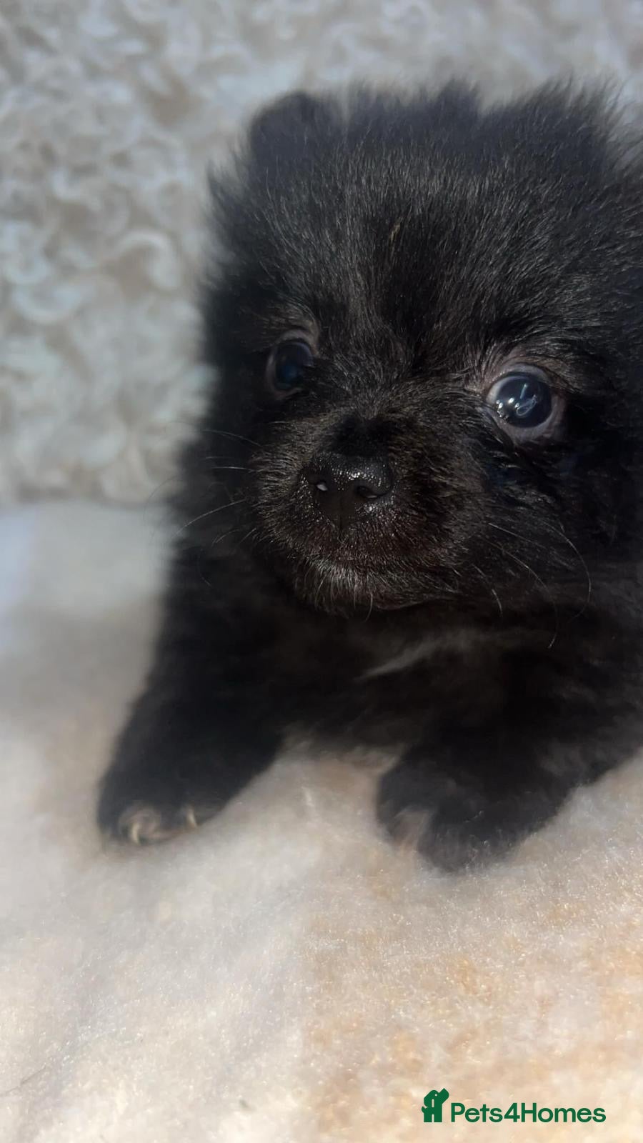 Pomeranian dogs Small Toy Pomeranian  - Advert 18