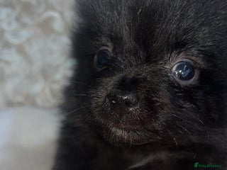 Pomeranian dogs Toy Pomeranian - Advert 4