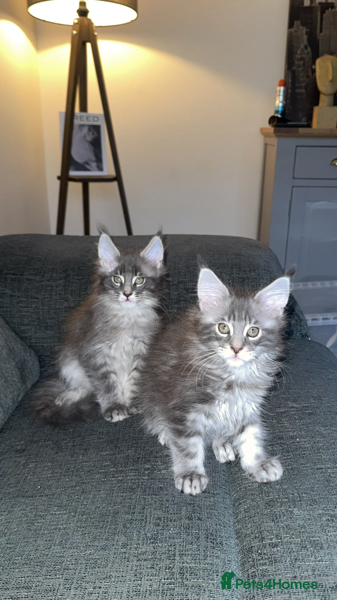 Maine Coon cats for sale: maine coon cats  - Advert 3