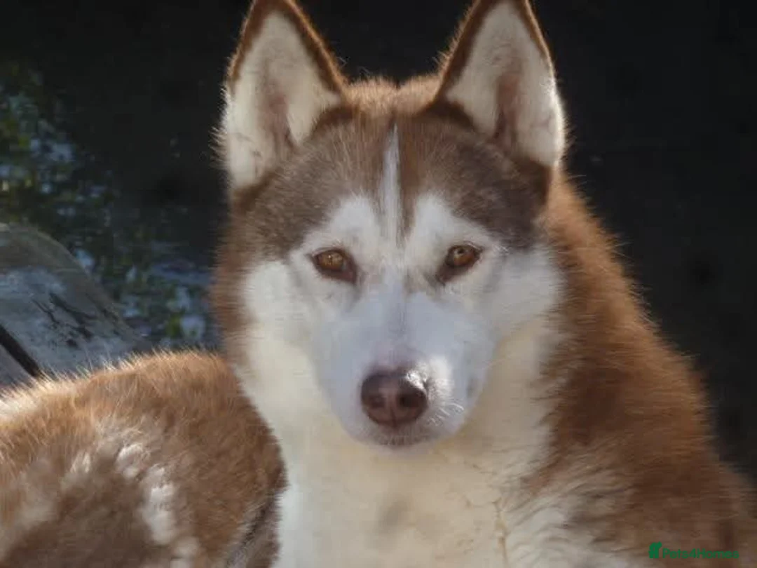 Siberian Husky dogs for sale: Rehome: ONLY GENUINE ENQUIRIES. KC REG - Advert 2