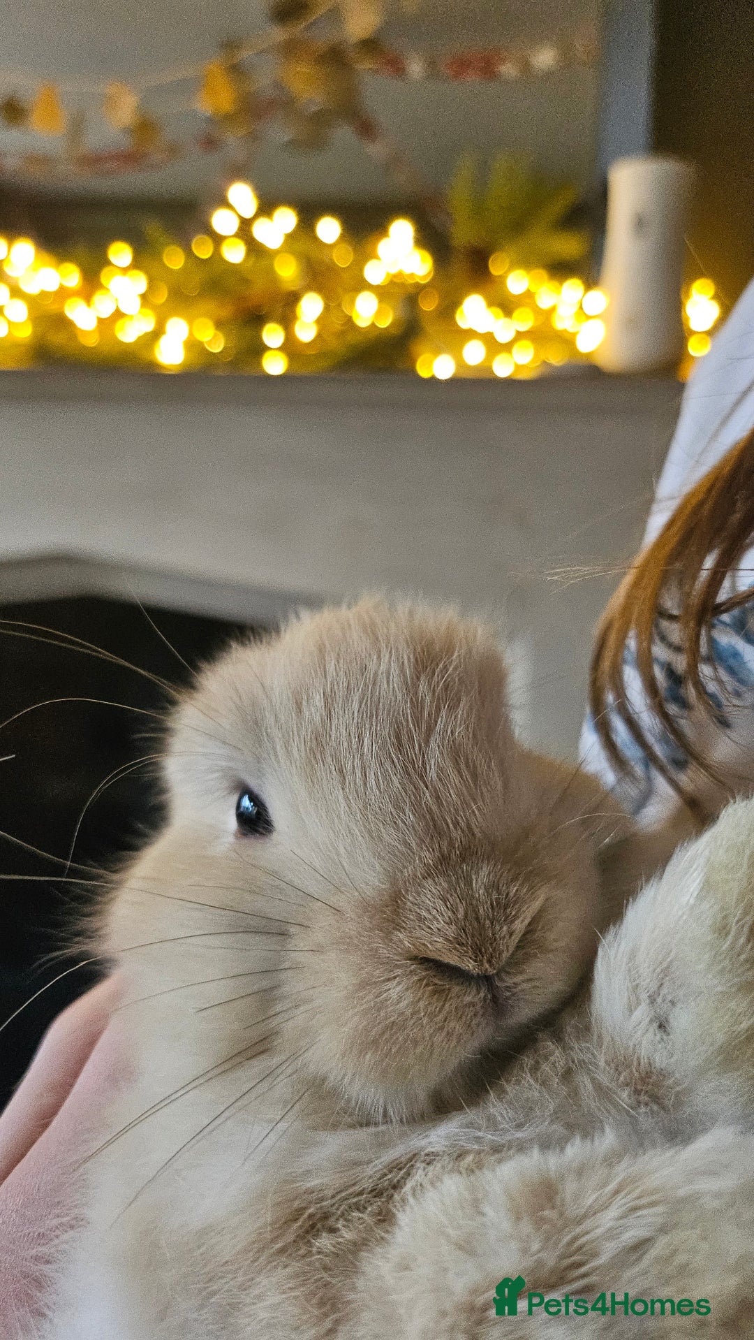 Mini Lop rabbits for sale: Ready to leave cuddly mini lops - Advert 3