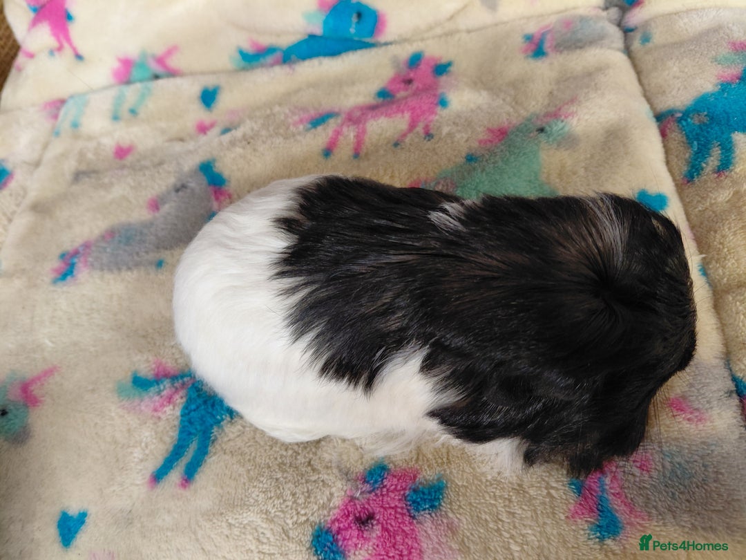 Guinea Pig rodents for sale: Baby Longhaired/ Longhaired Retired Young Adults. - Advert 6