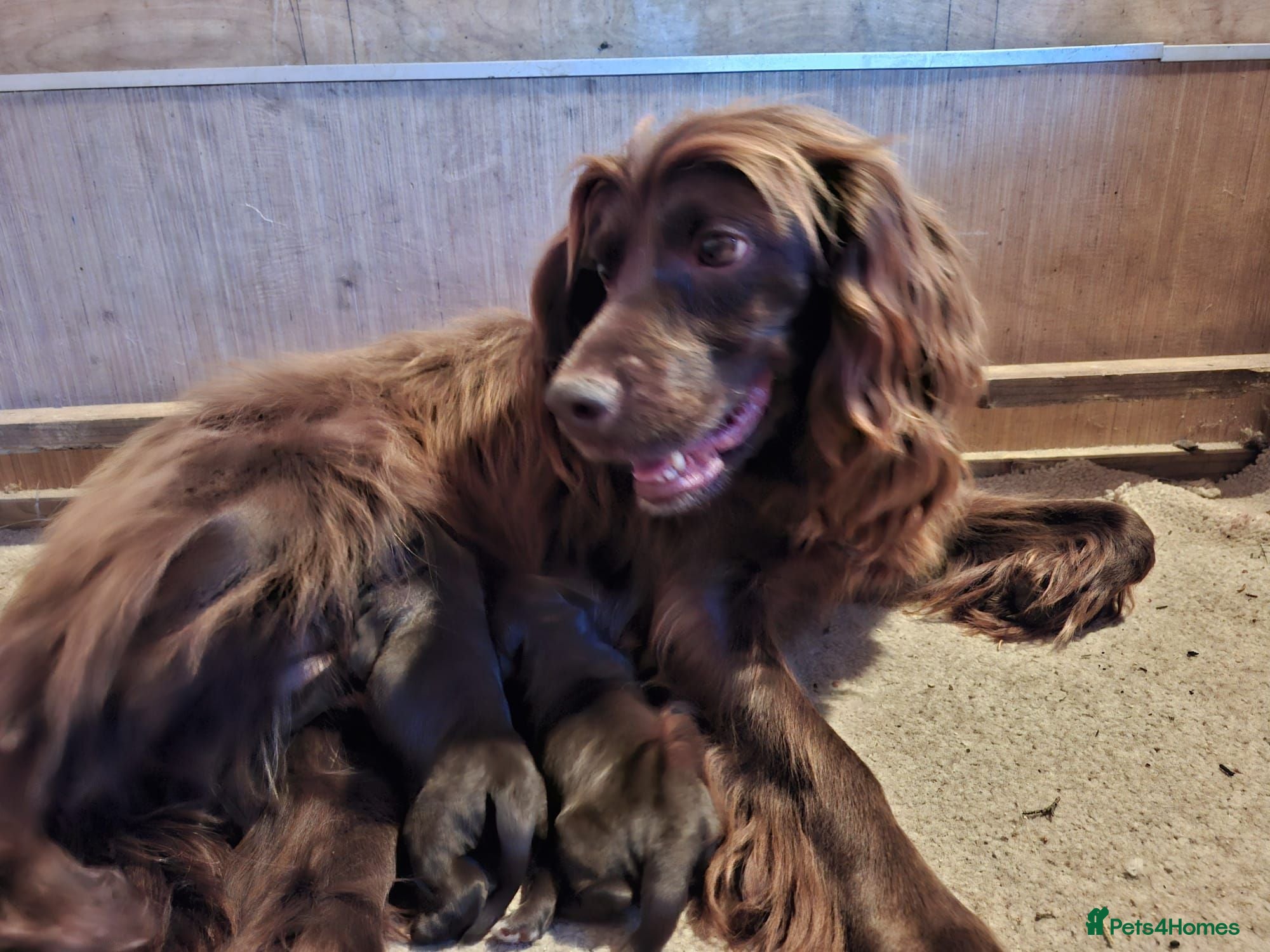 Cocker Spaniel dogs 2 Lovely chocolate cocker spaniel puppies for sale - Advert 2