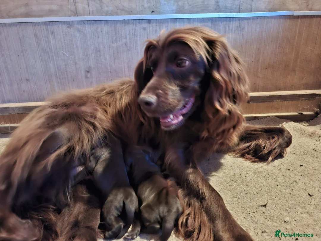 Cocker Spaniel dogs for sale: 2 Lovely chocolate cocker spaniel puppies for sale - Advert 2