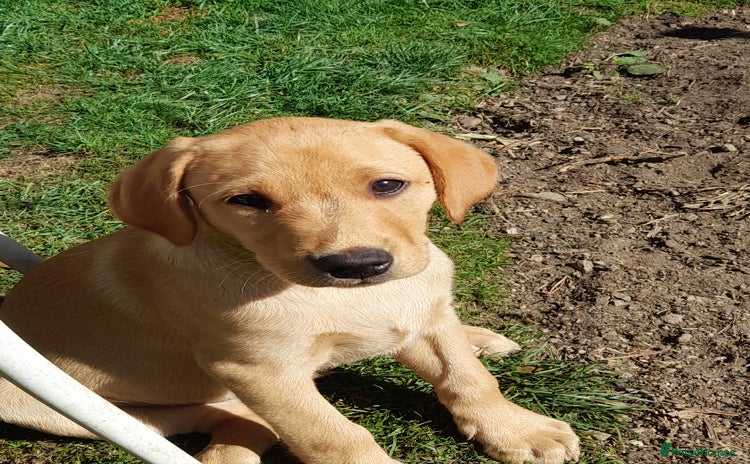 Labrador Retriever dogs - Advert 6