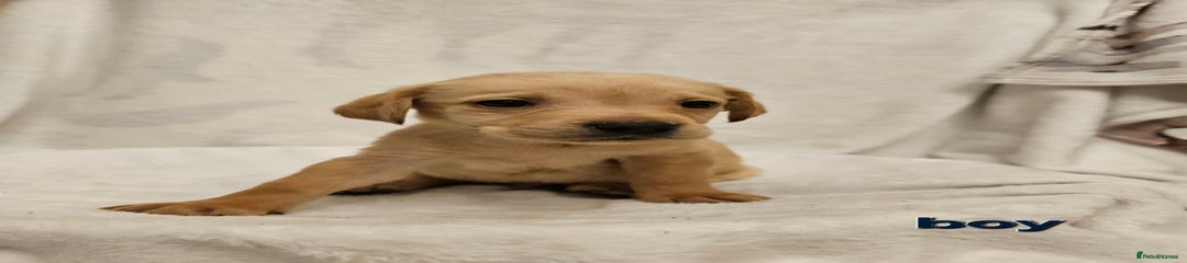 Labrador Retriever Puppy 4