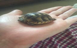 Tortoise reptiles for sale: Baby med spur thigh torotises with full set uo - Image 4