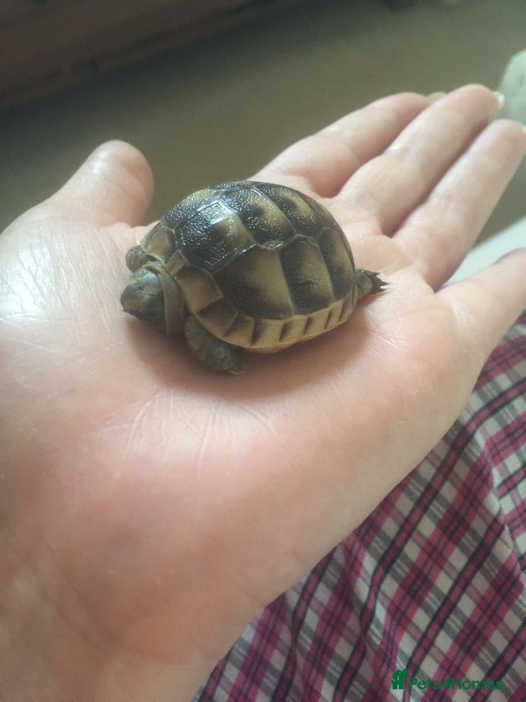 Tortoise reptiles for sale: Baby med spur thigh torotises with full set uo - Image 4