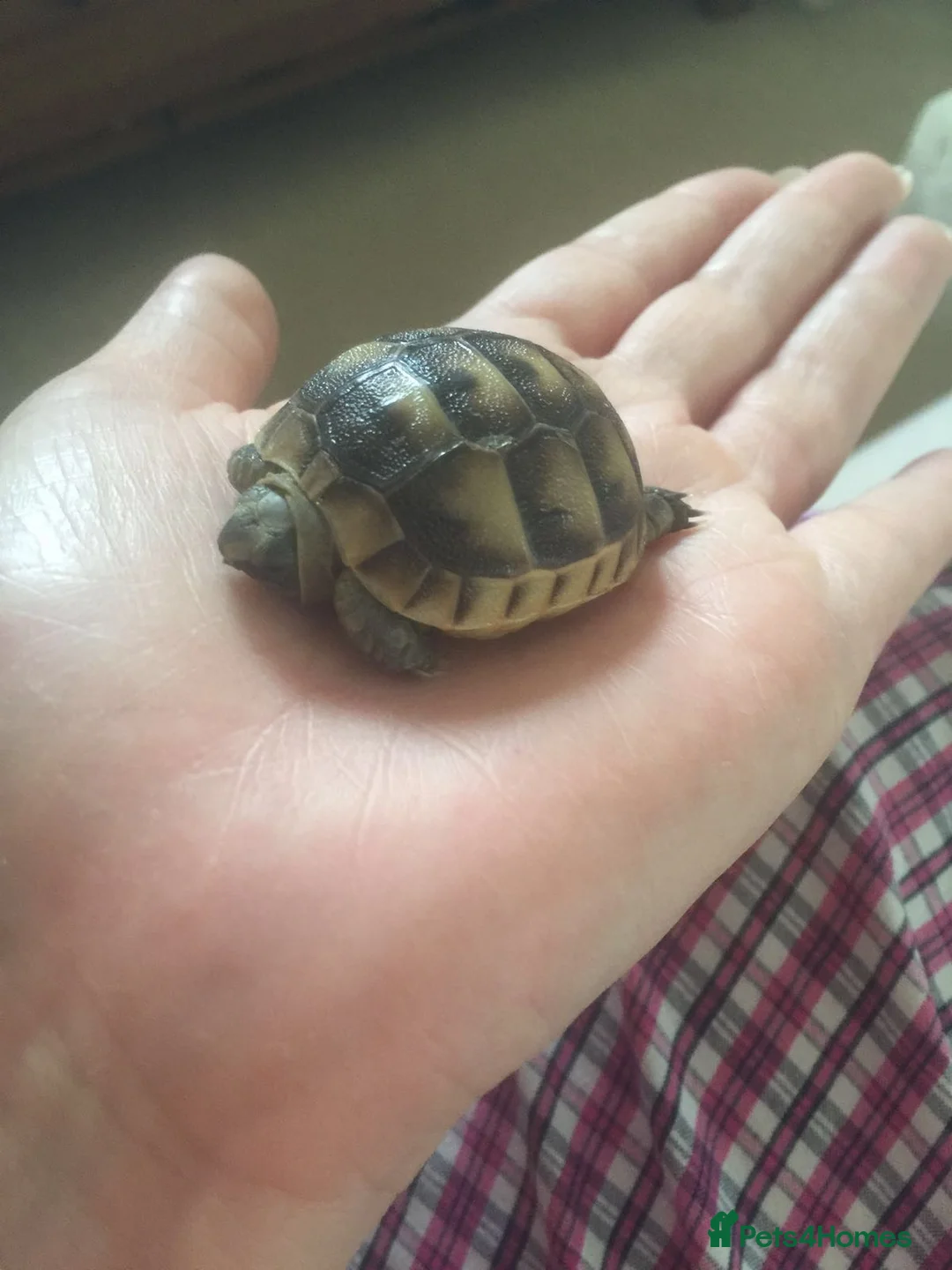 Tortoise reptiles for sale: Baby med spur thigh torotises with full set uo - Advert 4