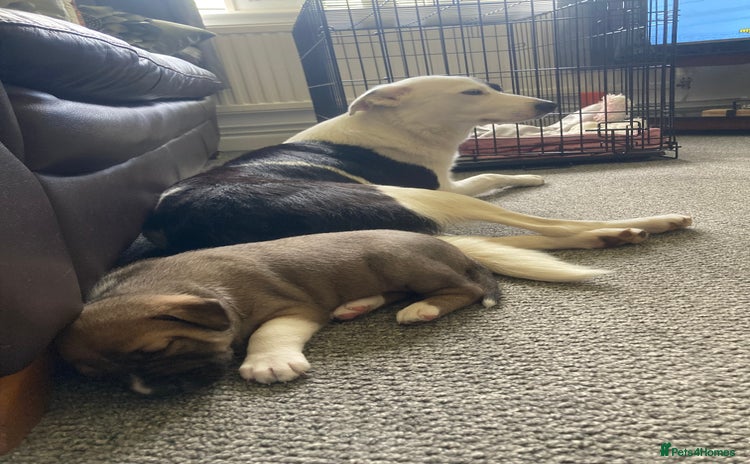 Mixed Breed dogs - Advert 12